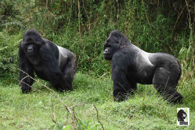 3 Day Gorilla Safari