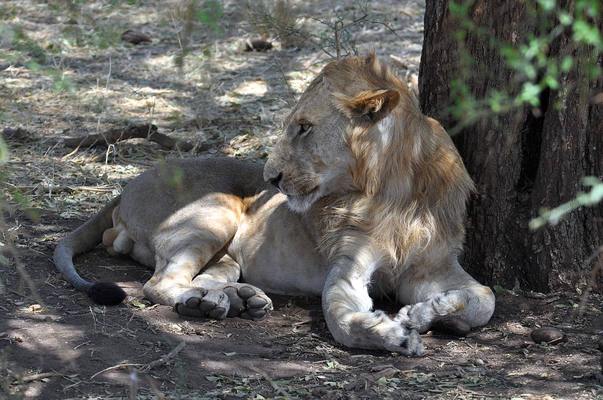 3 Day Murchison Falls Safari