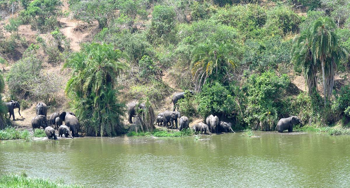 7 Day Primate & Wildlife Safari