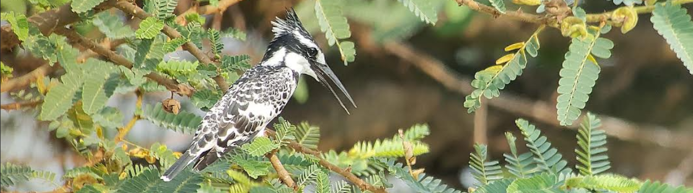 Activities In Entebbe